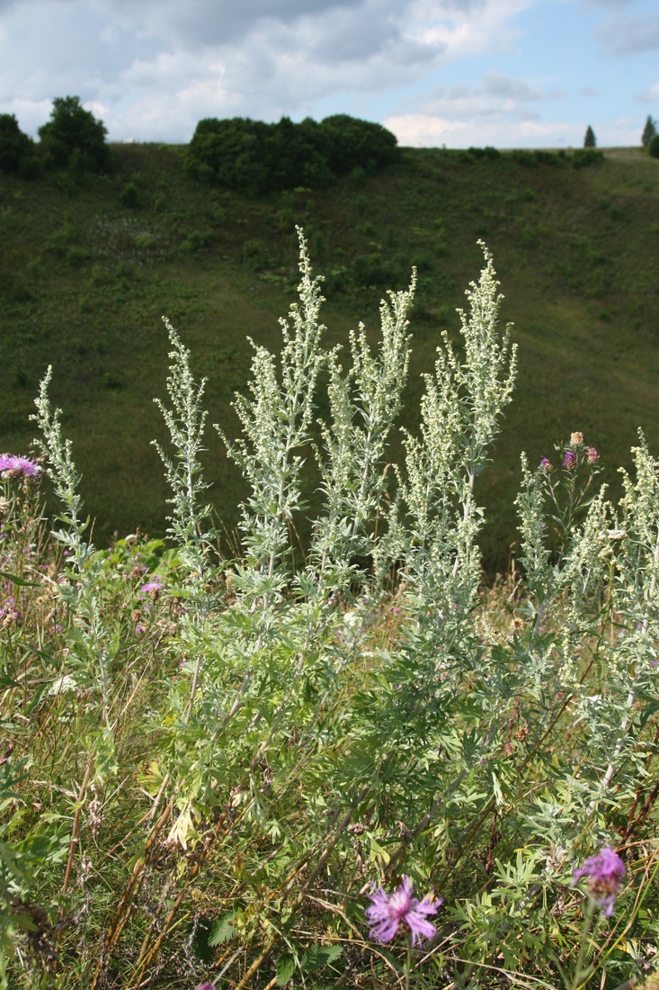 Image of Artemisia absinthium specimen.