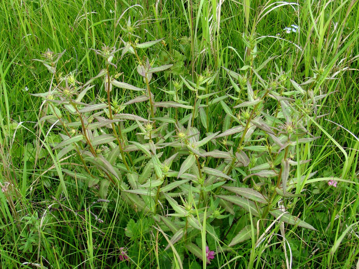 Image of Pedicularis resupinata specimen.