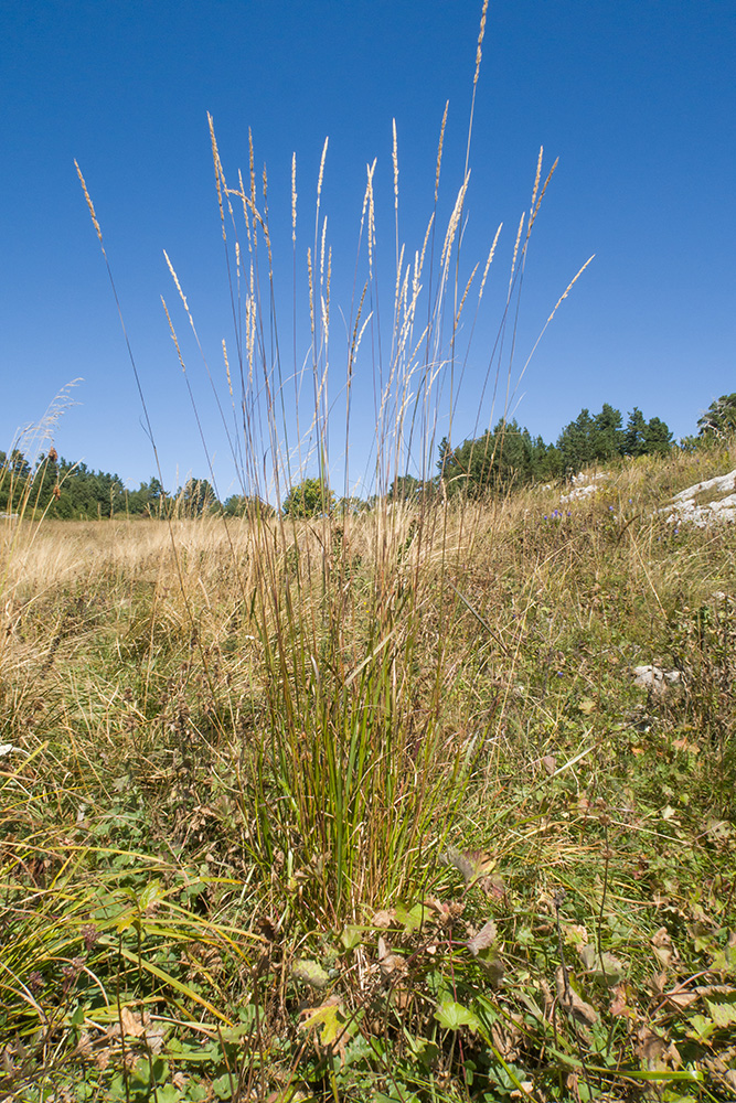 Изображение особи семейство Poaceae.