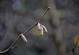 Corylus avellana. Верхушка ветви с соцветиями. Московская обл., гор. округ Солнечногорск, долина р. Горетовка, смешанный лес. 25.10.2020.