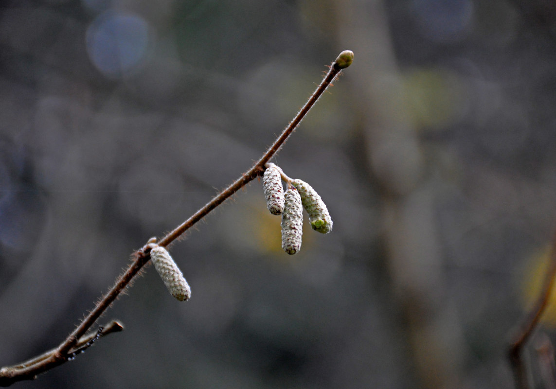 Image of Corylus avellana specimen.