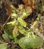 Gnaphalium uliginosum. Плодоносящее растение в сообществе вегетирующих Epilobium и Plantago uliginosa. Пермский край, Оханский р-н, Тулумбаихинское сельское поселение, Кунчурихинский бор, часто затапливаемый песчаный берег. 27.09.2020.