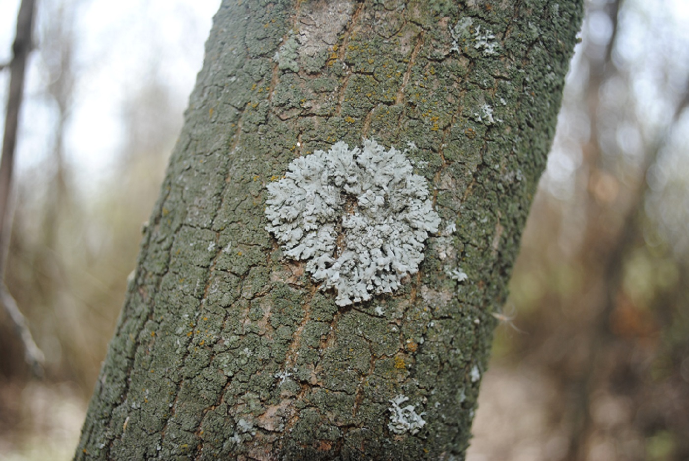 Изображение особи Physcia dimidiata.