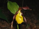 Cypripedium calceolus