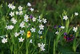 Stellaria holostea. Верхушки цветущих побегов; справа - соцветие Pulmonaria obscura. Тульская обл., окр. пос. Дубна, лиственный лес Просек, западная опушка. 07.05.2019.