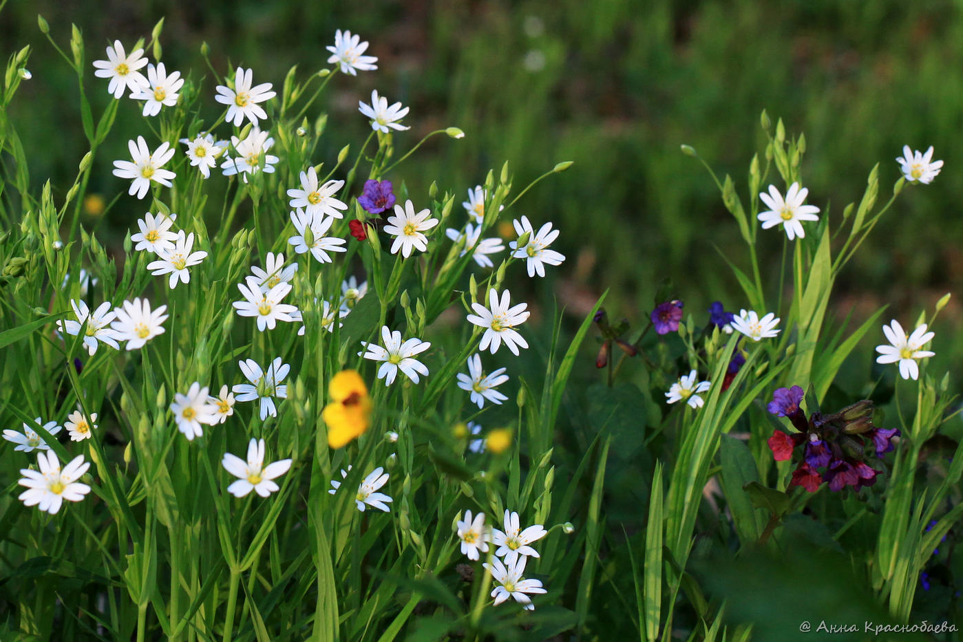 Image of Stellaria holostea specimen.