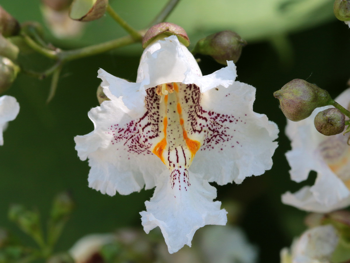 Image of Catalpa bignonioides specimen.