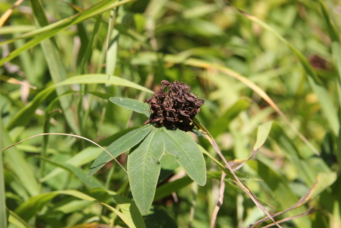 Изображение особи Trifolium medium.