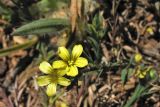 Linum strictum подвид spicatum. Цветки. Греция, о. Родос, фригана севернее мыса Прасониси. 9 мая 2011 г.