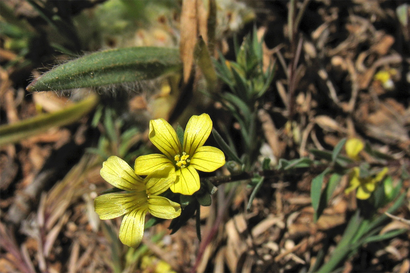 Image of Linum strictum ssp. spicatum specimen.