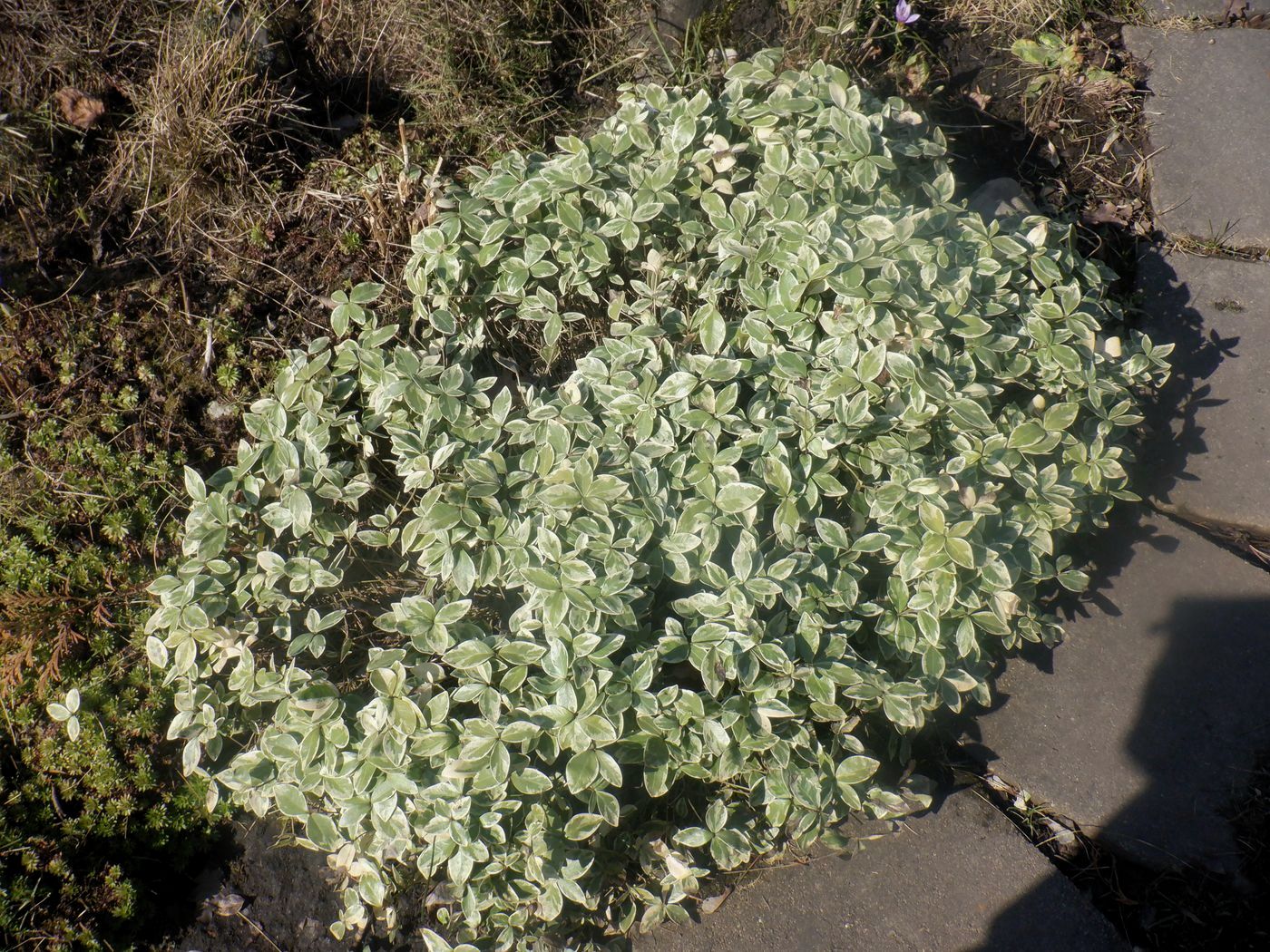 Image of Vinca minor f. argenteo-variegata specimen.