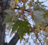 Acer saccharinum