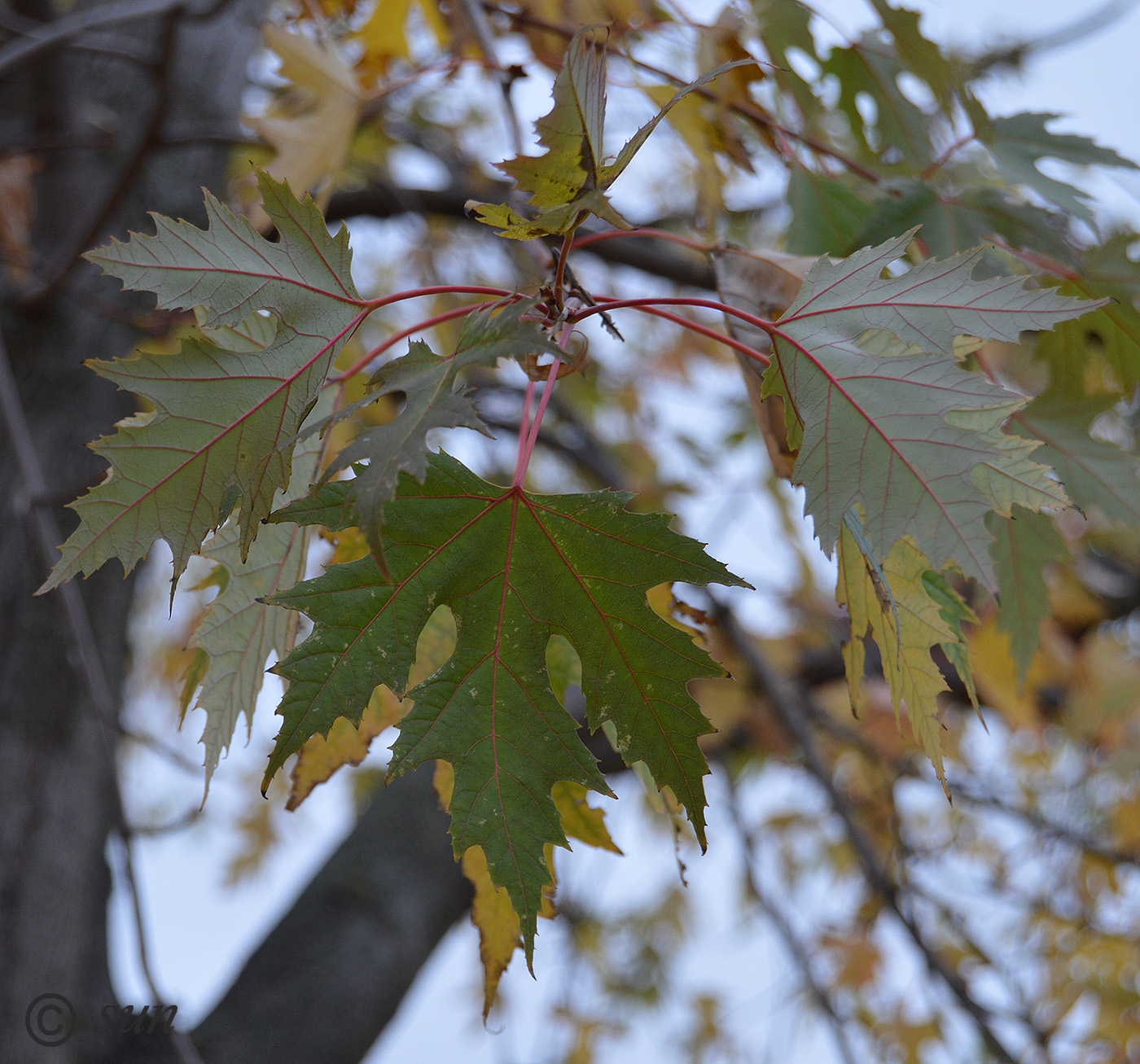 Image of Acer saccharinum specimen.