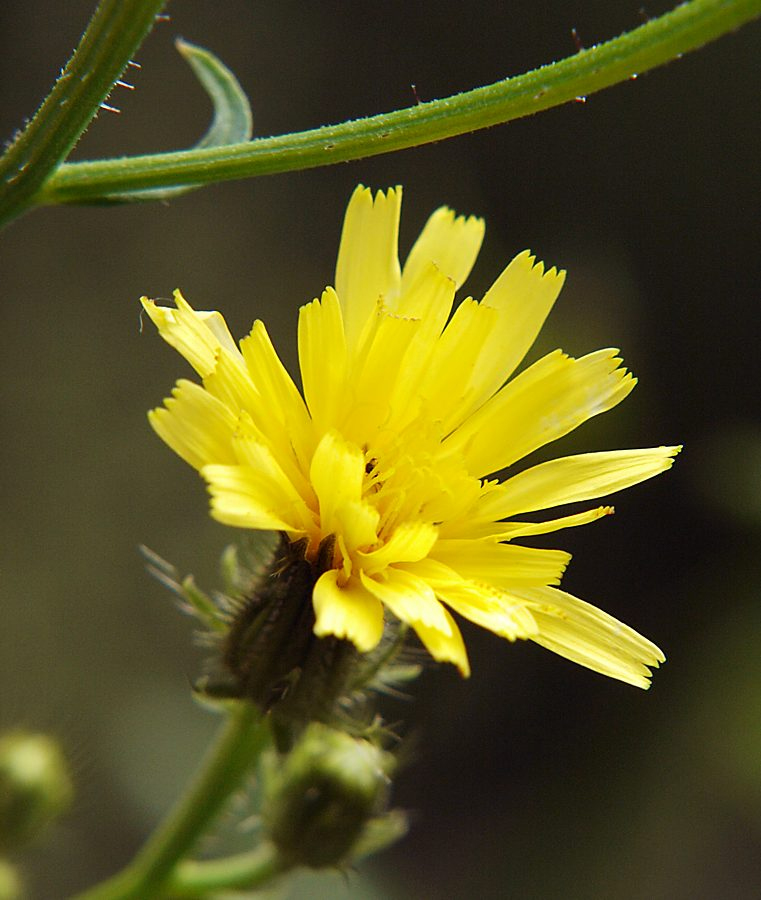 Image of Picris davurica specimen.