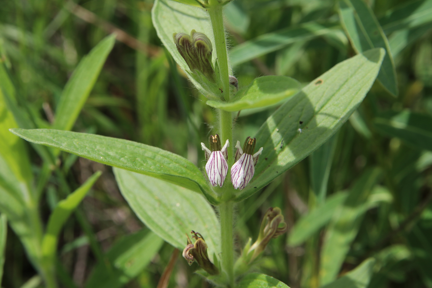 Image of Ajuga laxmannii specimen.