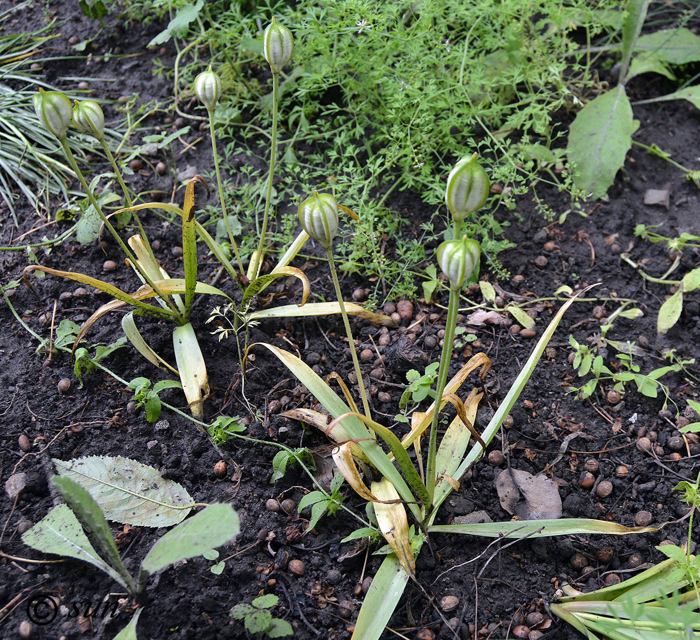 Изображение особи Tulipa biebersteiniana.