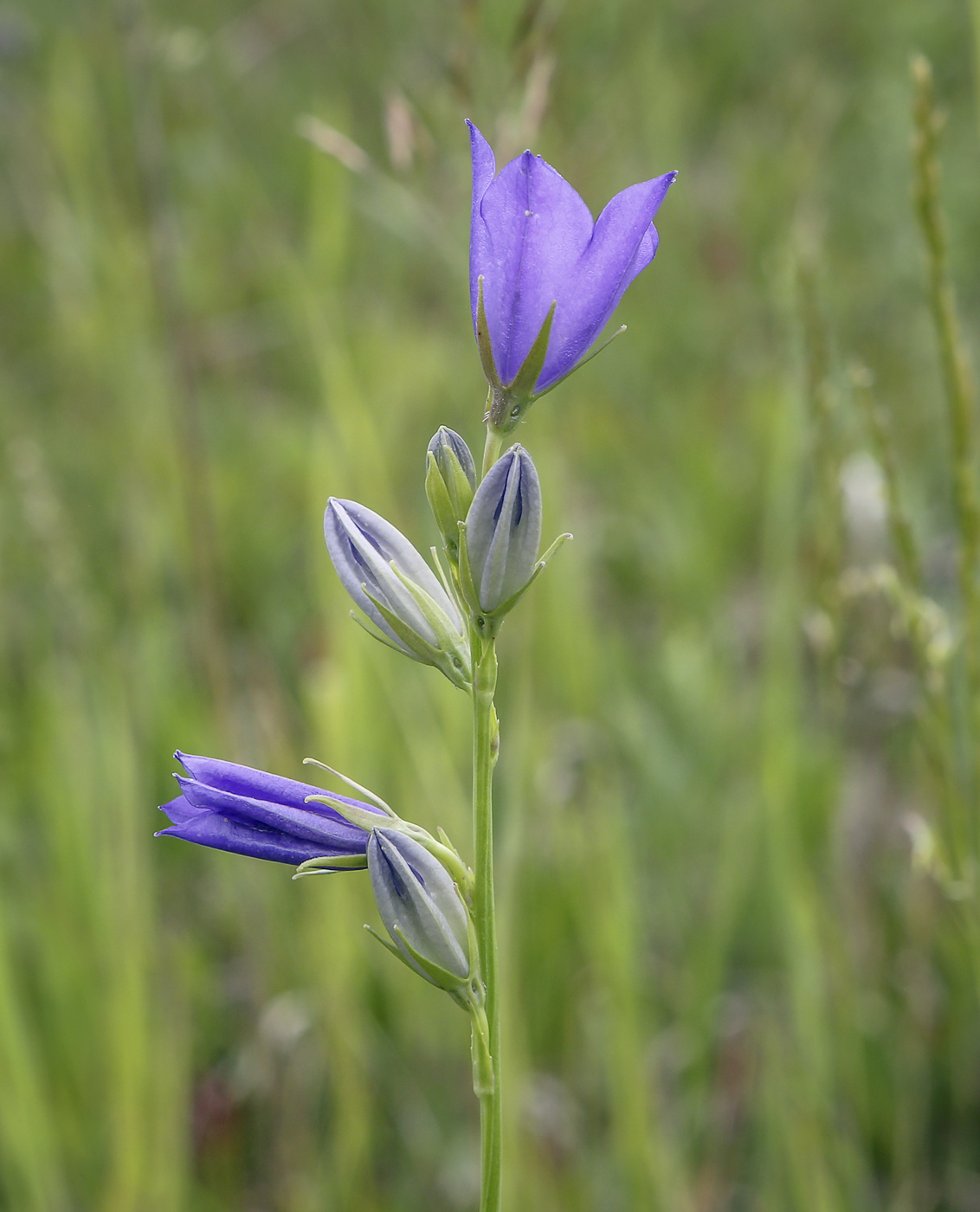 Image of Campanula persicifolia specimen.