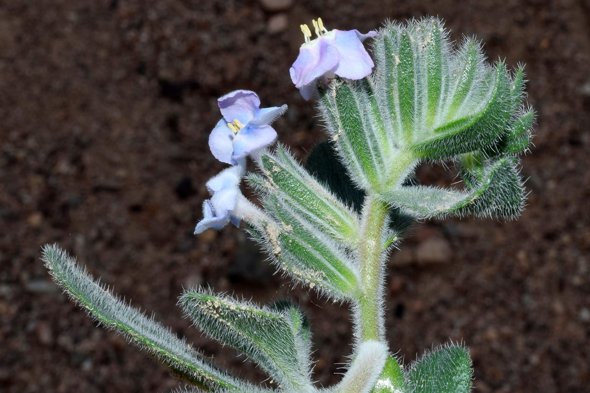 Изображение особи Arnebia obovata.