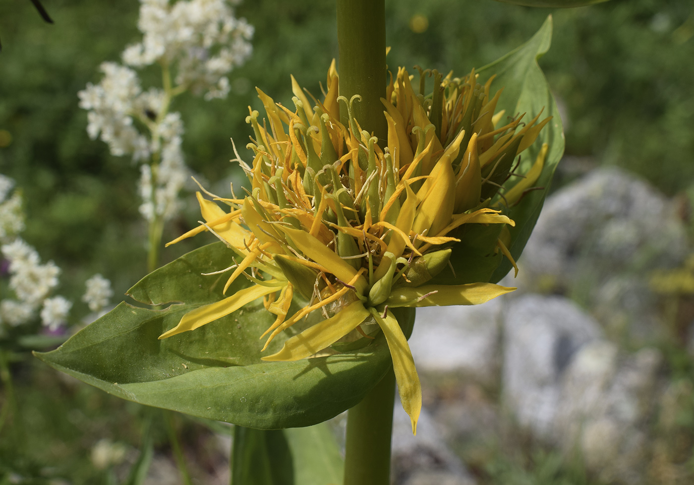 Изображение особи Gentiana lutea.