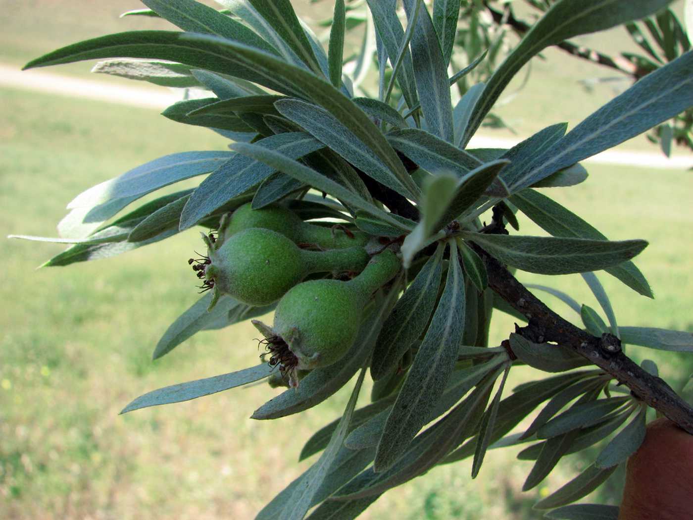 Image of Pyrus salicifolia specimen.