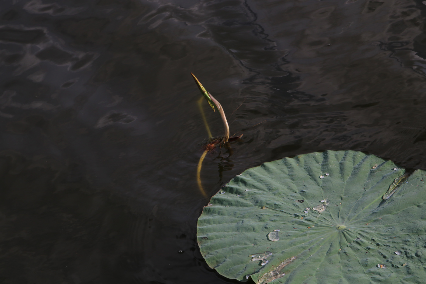 Image of Nelumbo komarovii specimen.