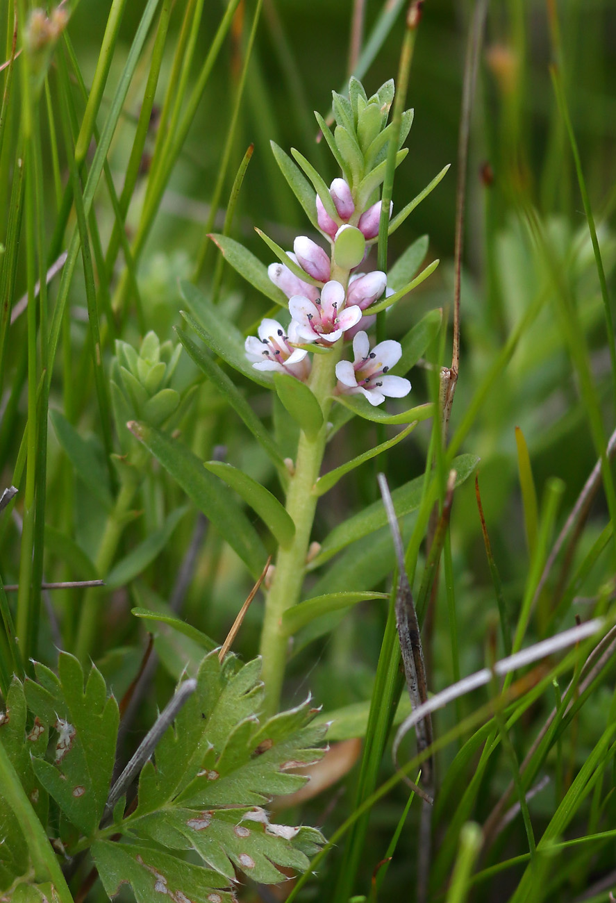 Image of Glaux maritima specimen.