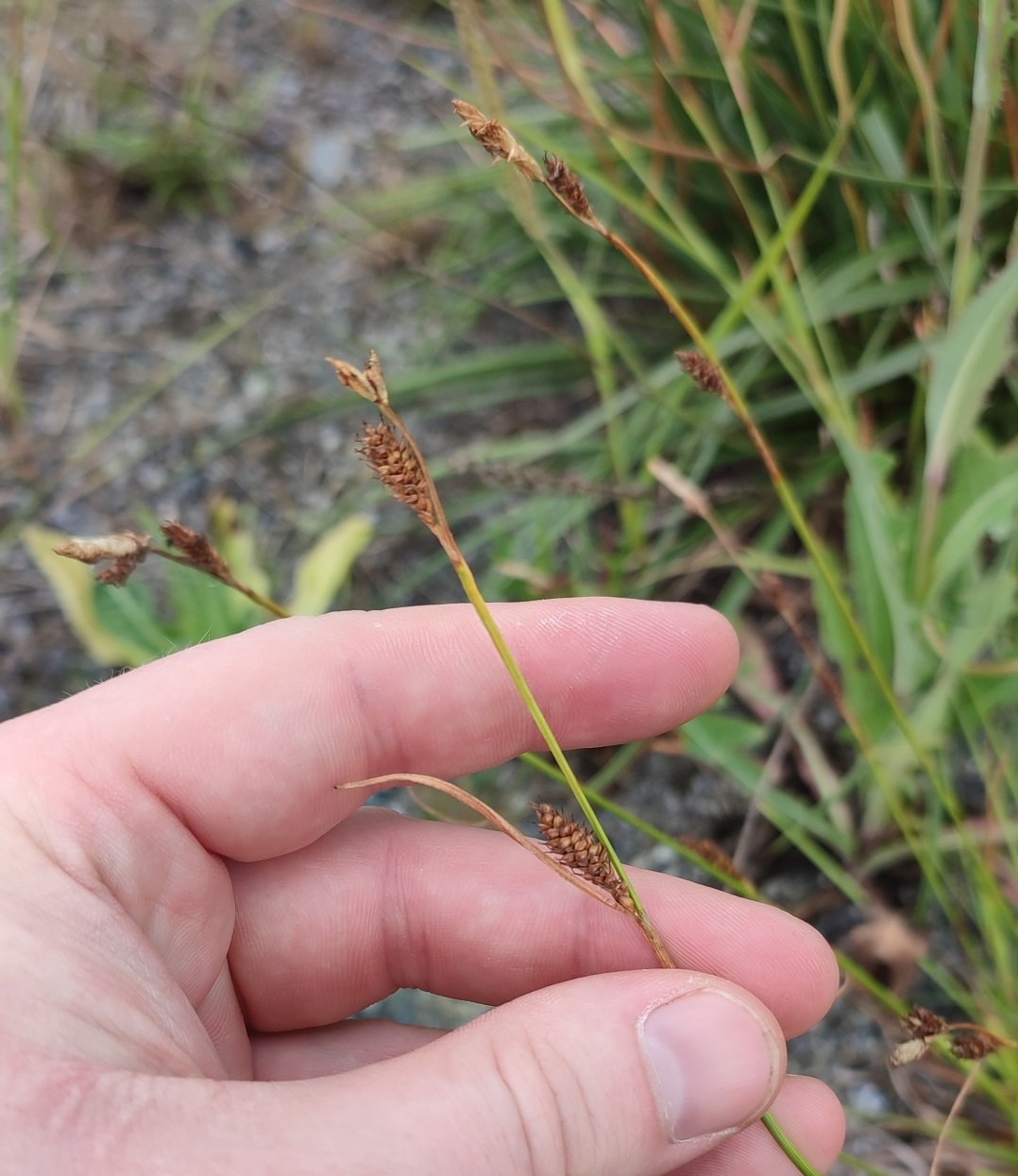 Изображение особи Carex aspratilis.
