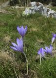 Crocus nudiflorus. Цветущие растения. Испания, автономное сообщество Каталония, провинция Жирона, комарка Рипольес, муниципалитет Сеткасес, курорт \"Вальтер 2000\", ≈2200 м н.у.м., склон южной экспозиции, каменистый луг. 28.09.2021.