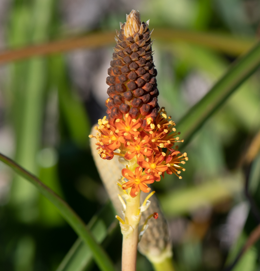 Image of Bulbinella latifolia specimen.