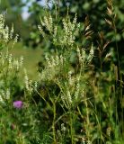 Melilotus albus