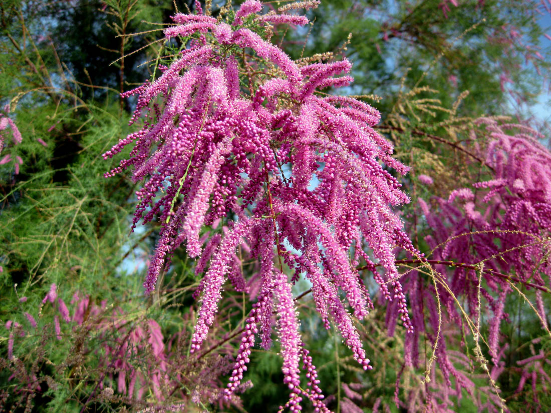 Image of Tamarix ramosissima specimen.