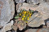 Crepis nana