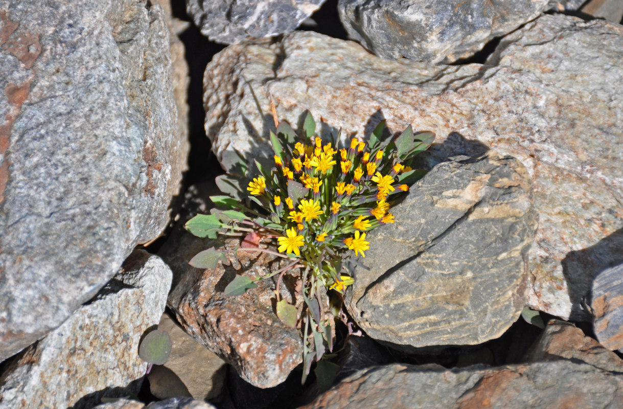 Изображение особи Crepis nana.