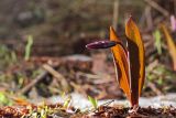 Erythronium sibiricum