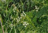 Anthriscus sylvestris. Верхушка побега с соцветиями. Крым, Караларский природный парк, окр. бухты Шелковица, степной склон, окраина зарослей кустарников. 07.05.2021.