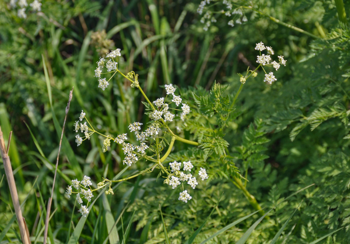 Изображение особи Anthriscus sylvestris.