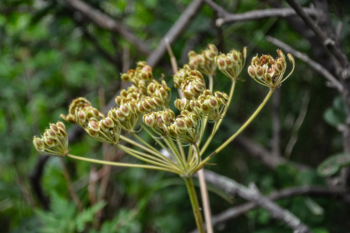 Изображение особи Heracleum moellendorffii.