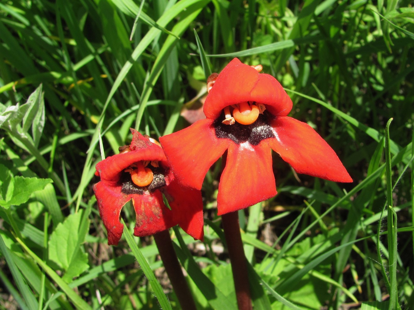 Изображение особи Phelypaea coccinea.