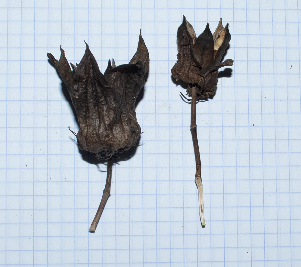 Image of Hibiscus laevis specimen.