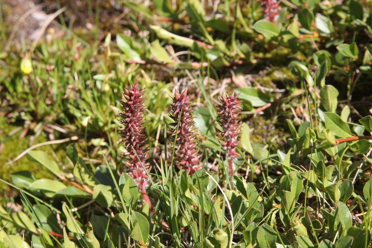 Изображение особи Salix rectijulis.