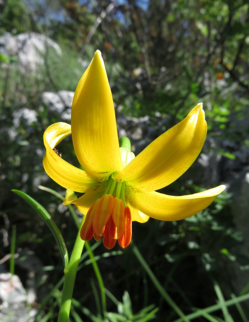 Image of Lilium bosniacum specimen.