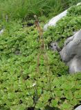 genus Draba