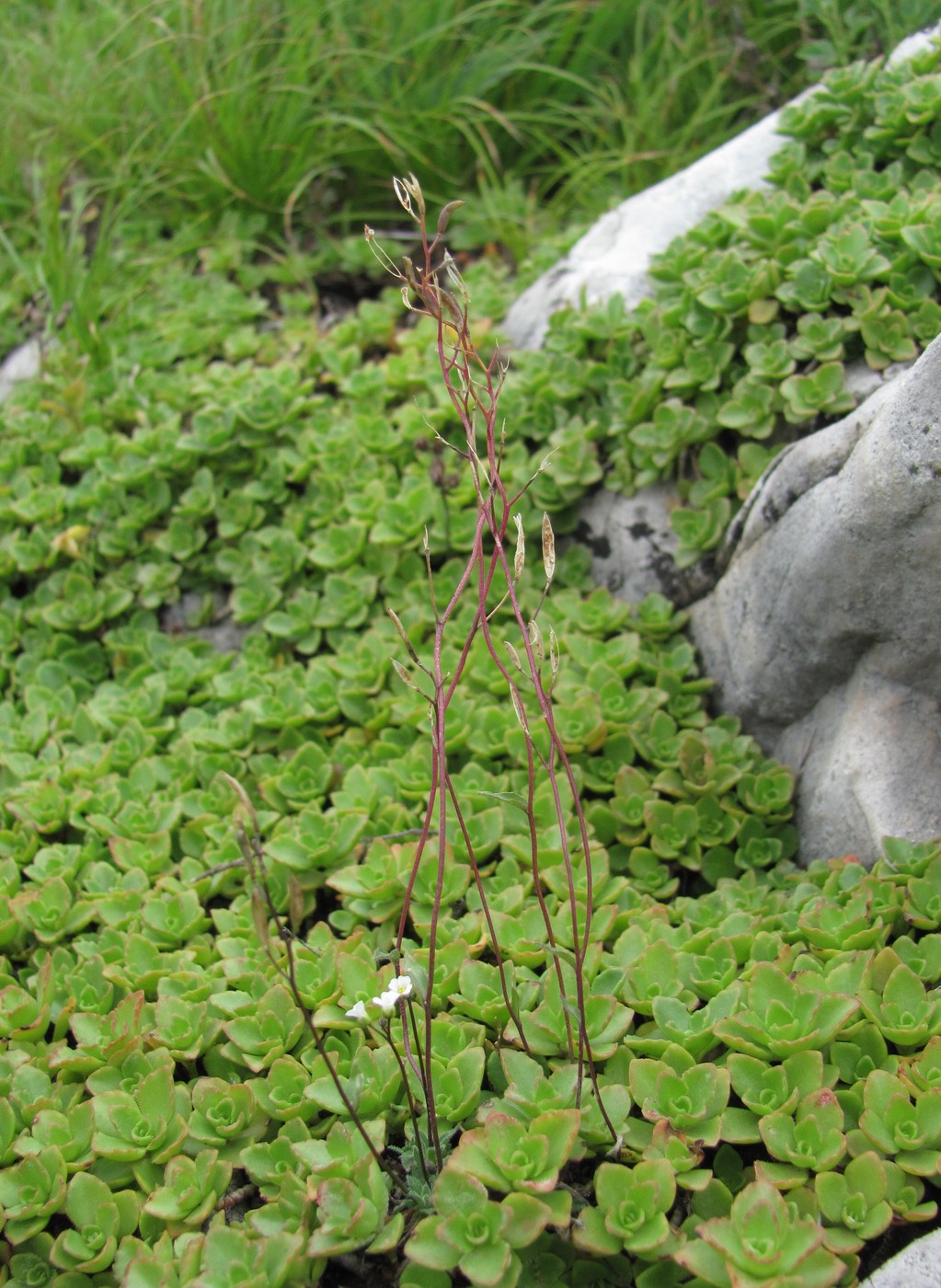 Image of genus Draba specimen.