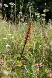 Orobanche bartlingii. Плодоносящее растение на сухом низкотравном лугу на известняках. Ленинградская обл., Ломоносовский р-н, Кирхгофские высоты. 17.07.2010.