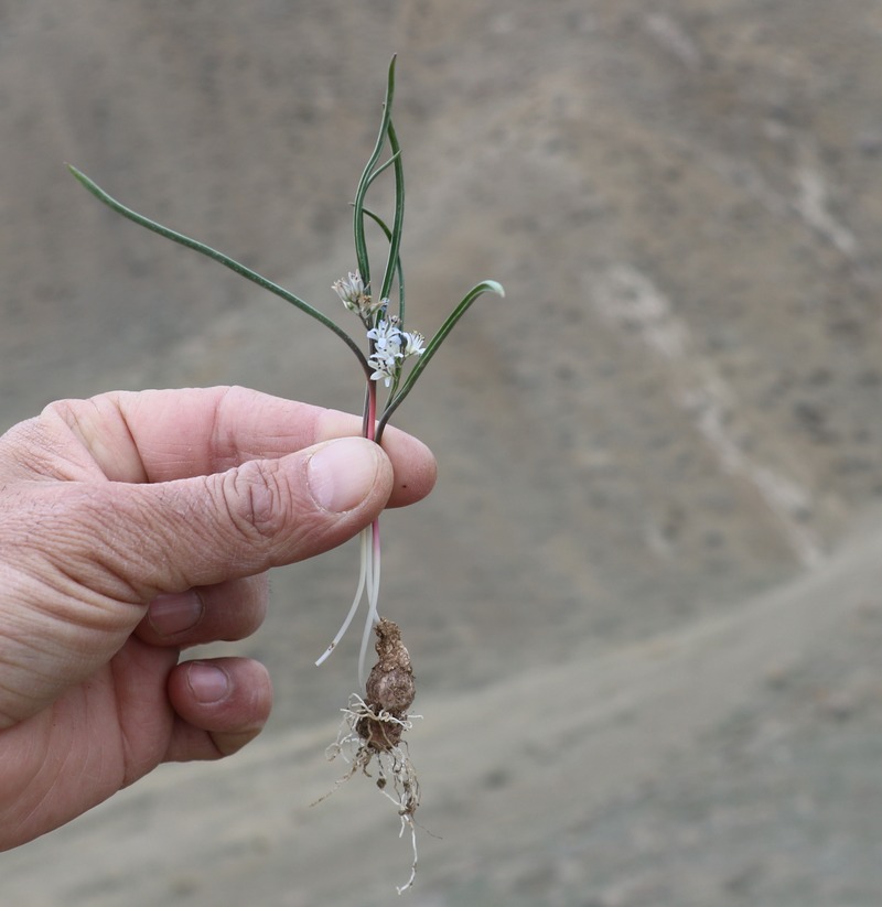 Image of Hyacinthella atropatana specimen.