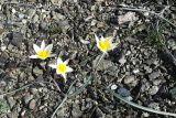 Tulipa buhseana