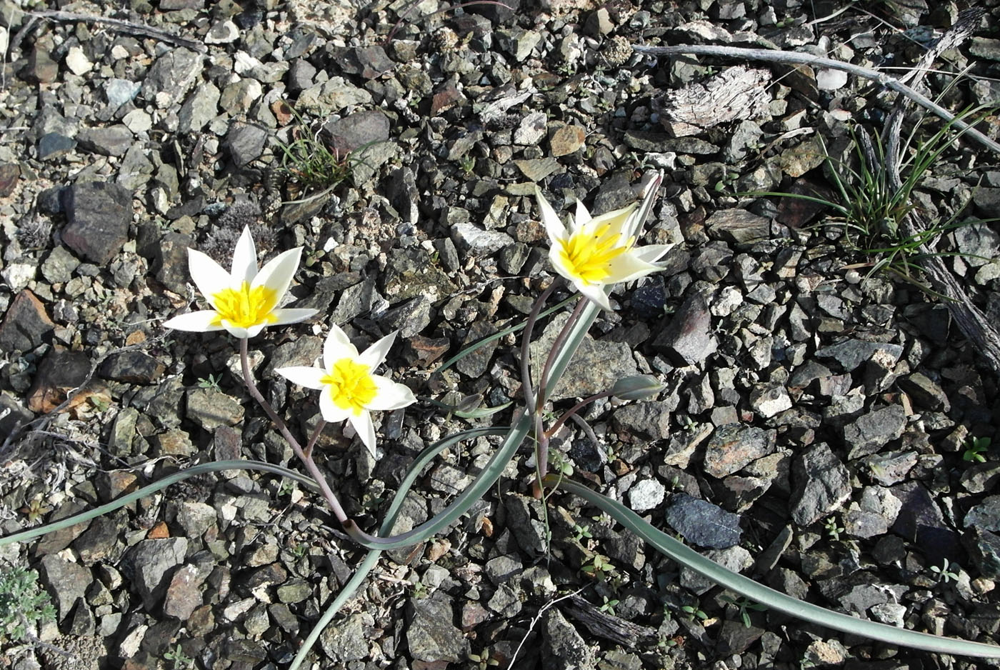 Image of Tulipa buhseana specimen.