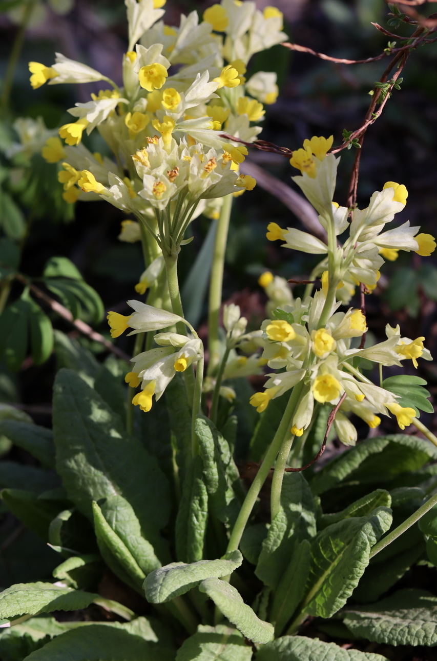 Изображение особи Primula macrocalyx.