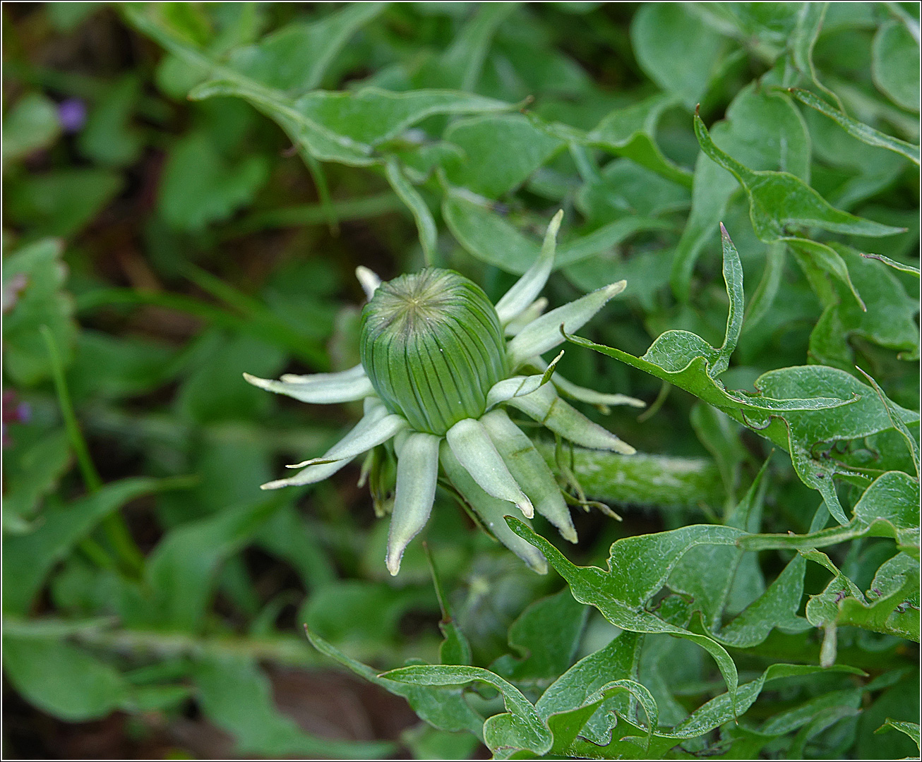 Изображение особи Taraxacum officinale.