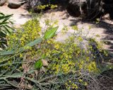 Parkinsonia florida